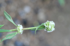 Spermacoce verticillata